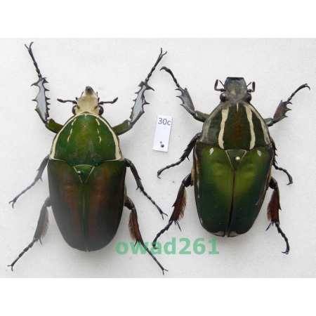 Mecynorhina ugandensis (Moser, 1907) pair ex. ovo Cameroon30c
